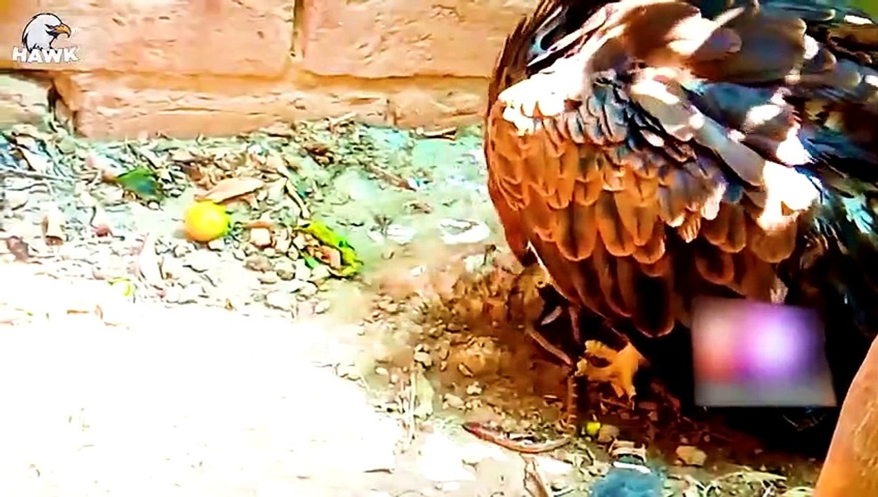 30 Moments The Lion Was Bitten By A Cobra With A Powerful Bite When Lion Recklessly Provoked It