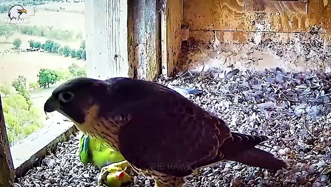 30 Moments When The Falcon Attacks And Swallows Everything That Moves   Animal Fight