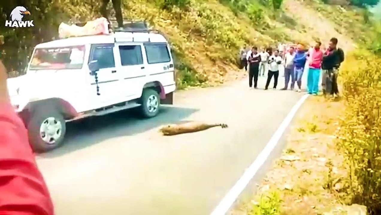 30 Leopard vs Dog War! Leopards Are in Danger When Confronting Hunting Dogs   Animal Fight