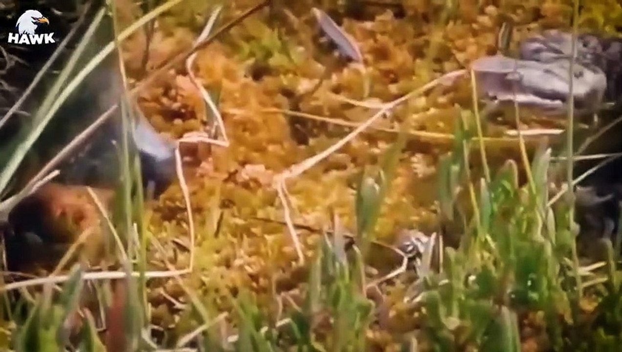 30 Moments Poor Wild Animals Injured By Hedgehogs