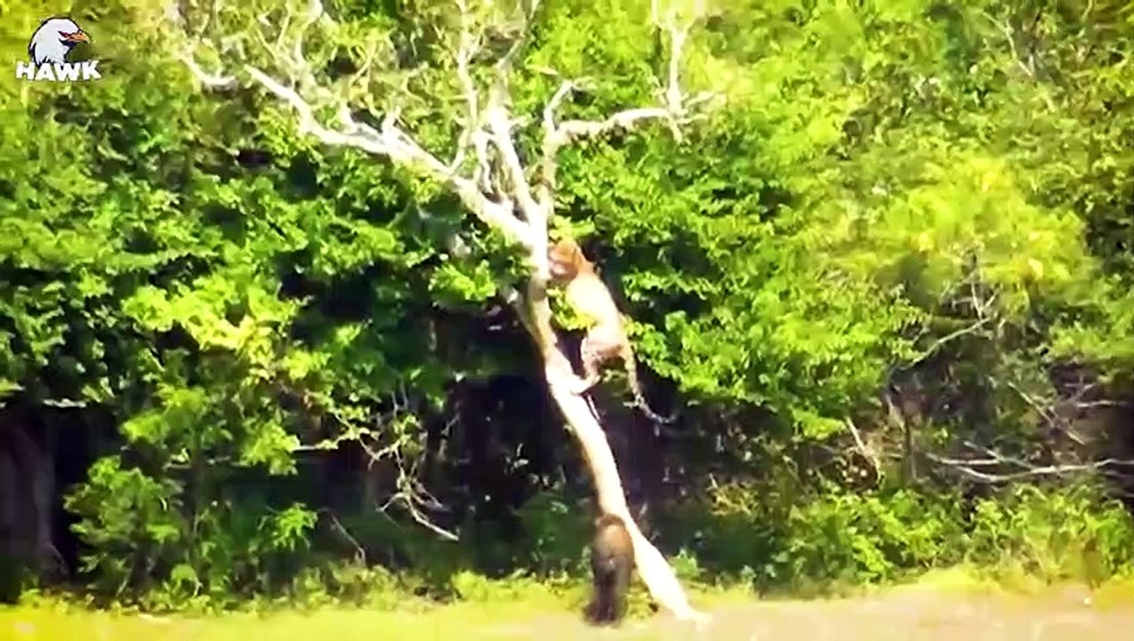 30 Big Cat Mistakes While Fighting In The Trees, What Happens Next