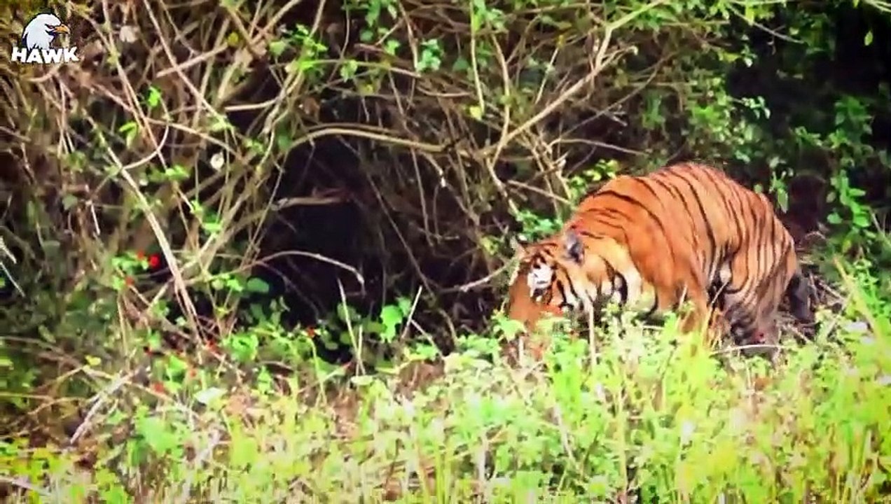 30 Scary Moments When Big Cats and Wild Animals Get Injured