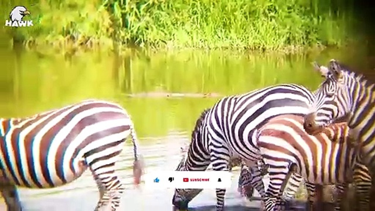 30 The Moment Zebra Was Injured But Still Alive, What Happened Next   Animal Fight
