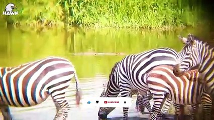30 The Moment Zebra Was Injured But Still Alive, What Happened Next   Animal Fight