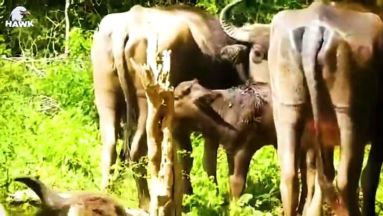 30 Tragic Fate Of A Leopard At Hands Of Nature's Most Ruthless Enemy    Aniamal Fight