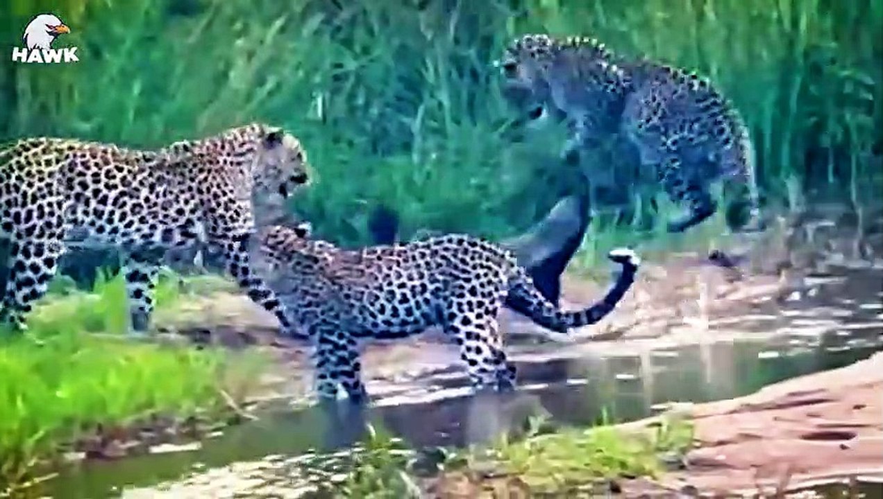 30 Moments Of Failure And Injury When A Leopard Hunts   Animal Fight