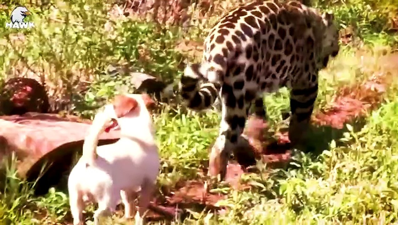 30 Times Big Dog Vs Big Cat, What Happens To The Dog   Wild Animals
