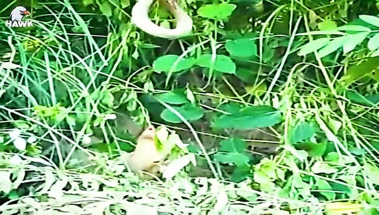 30 Moments King Cobra Pays With His Life When He Spits Venom On A Mongoose   Animal Fight