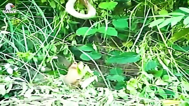 30 Moments King Cobra Pays With His Life When He Spits Venom On A Mongoose Animal Fight