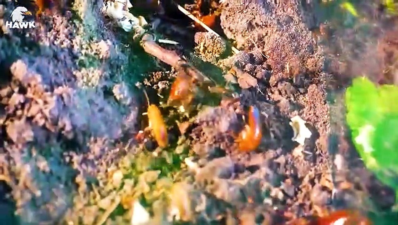 30 Brutal Moments of Ants Hunting Their Prey   Animal Fights