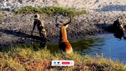 30 Moments Hyena Injured By Animal Fight, What Happens Next