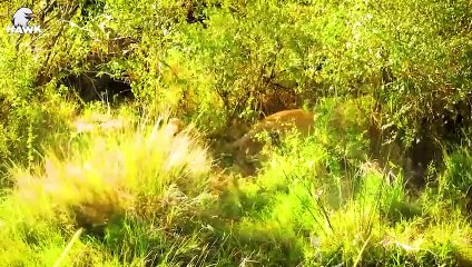 30 Tragic End Of Injured Lion When Choosing Wrong Opponent And What Happened After   Animal Fight
