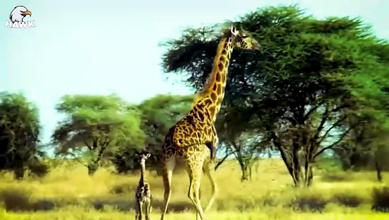 30 Moments Big Cats Failed Miserably When Fighting Wild Horses That Were Too Ferocious