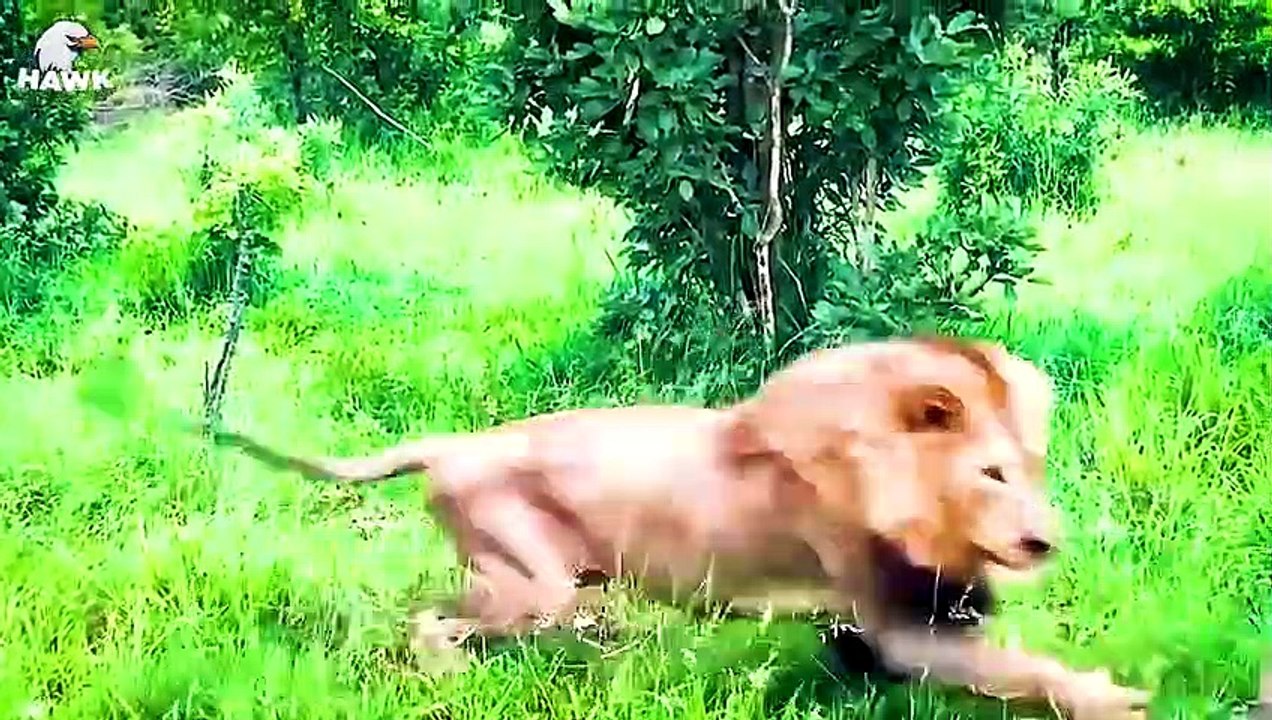 30 Moments Hyenas Injured By Wild Animals, What Happens Next   Animal Fight