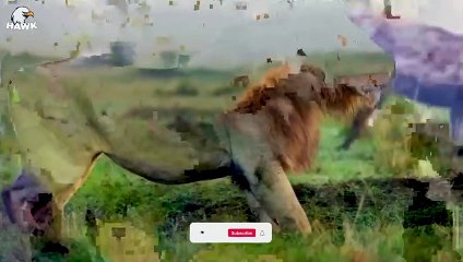 30 Moments Pitiful Big Cat Hunting Failed Injured, What Happened