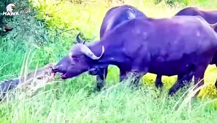 30 Scary Moments When Crocodiles Fight Big Injured Big Cat