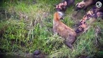 30 Moments When Hyenas Are Injured And Animal Fight For Their Lives