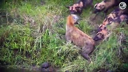 30 Moments When Hyenas Are Injured And Animal Fight For Their Lives