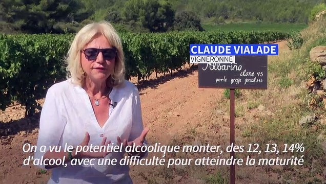 Face au réchauffement climatique, des vignerons français changent de cépage pour sauver le vin