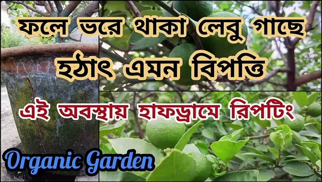 ফলে ভরা গাছের শিকড়ের চাপে হঠাৎ টব ভেঙে গেলে কি করবেন ।। Lemon plant repotting