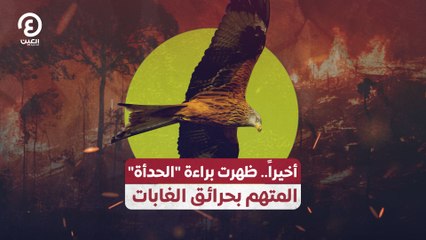 أخيراً.. ظهرت براءة "الحدأة" المتهم بحرائق الغابات