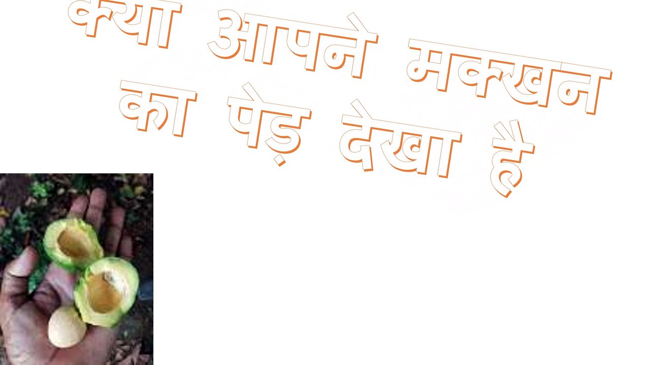 क्या आपने मक्खन का पेड़ देखा है