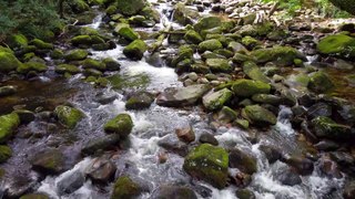 1 Hour of Serene Mountain Stream ️ Relaxing Sounds for Sleep 