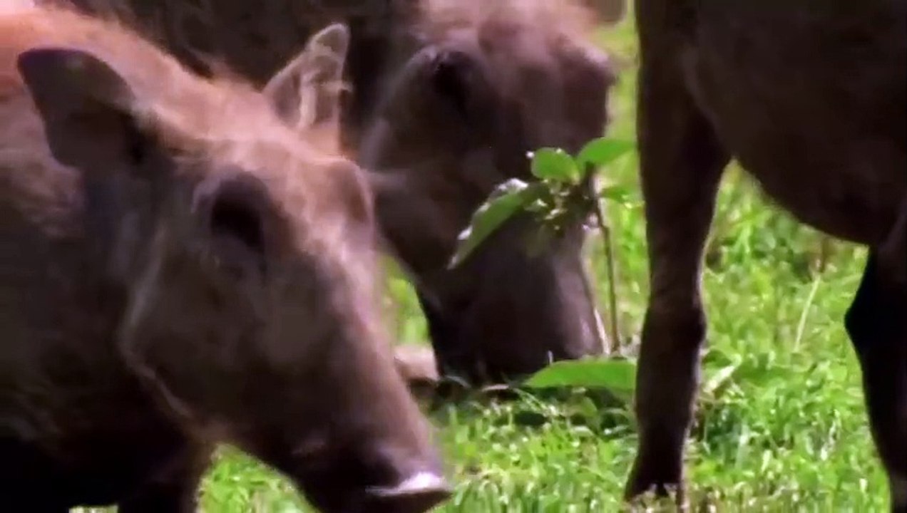 Eagle vs Warthog, Monkey,  Eagles Too Dangerous Catch Baby Warthog, Daring Baboon Herd Rescue Fails