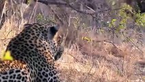 Leopard vs Buffalo-  Leopard Jumps High To Catch Buffalo But Was Hit By Buffaloes   Big Cats Attack