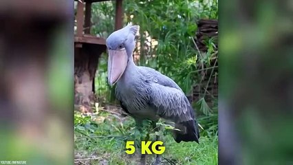 Biggest Birds Ever Captured On Camera!