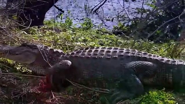 Animals That Made Wrong Entry And Got Punished in the Most Comical Way