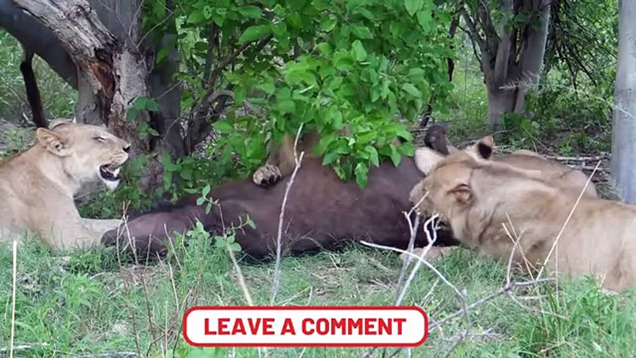 Animals That Give Big Cats Nightmares
