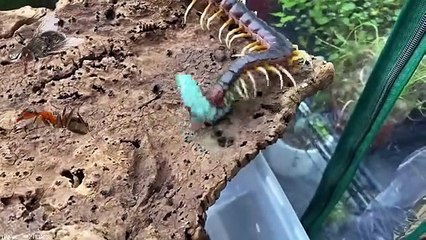 Abnormally Large Animals People Kept as Pets - Part 3