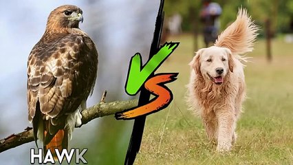 35 Most Epic Bird Battles Recorded On Camera!