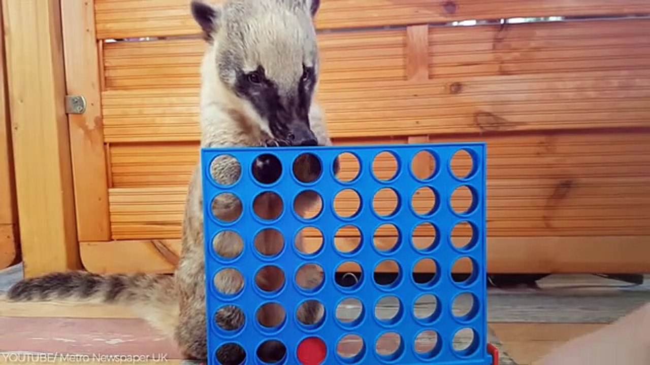 25 Cutest Exotic Animals You Can Own As Pets