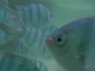 Koh Tao poisson de fou