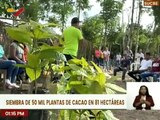Sucre | Realizan siembra de 50 mil semillas de cacao en 81 hectáreas del mcpio. Andrés Mata