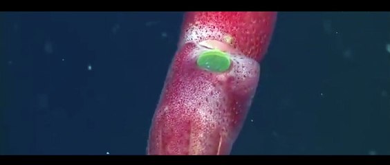animals deep sea
