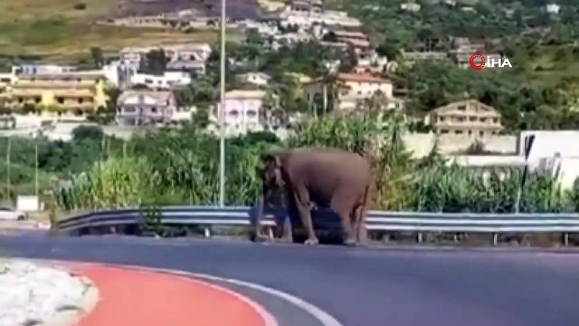 Un éléphant qui s'échappe d'un cirque en Italie heurte l'autoroute