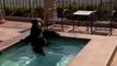Moment police stumble on bear cooling off in California swimming pool