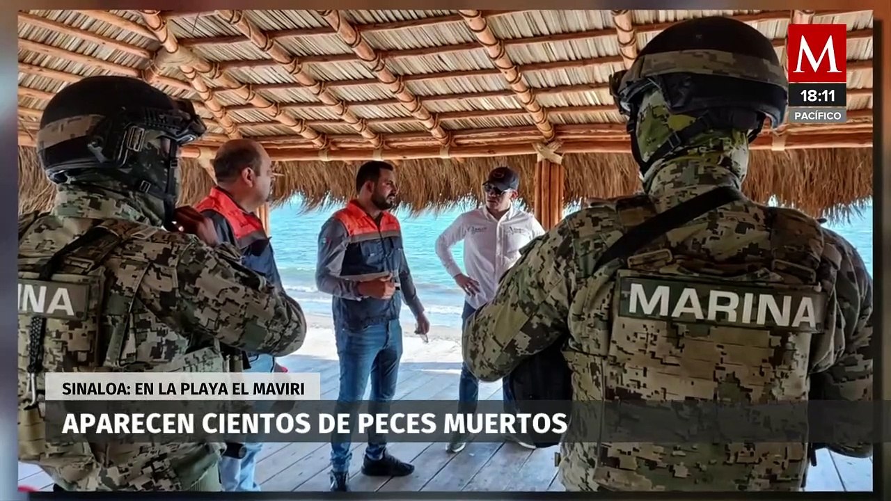 Aparecen cientos de peces muertos en playa de Sinaloa; investigan causa