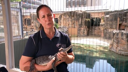 Australia announces review of luxury fashion-linked crocodile farming industry