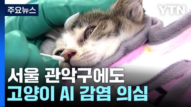 서울 관악구에도 고양이 AI 감염 의심 사례 발생...방역 강화 / YTN