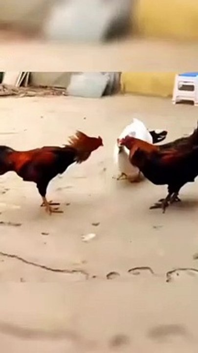 Chicken and Duck