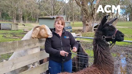 Horse Shepherd Equine Sanctuary | The Courier | July 28, 2023