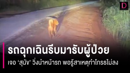 รถฉุกเฉินรีบมารับผู้ป่วยเจอ "สุนัข" วิ่งนำหน้ารถ พอรู้สาเหตุทำโกรธไม่ลง | HOTSHOT เดลินิวส์ 30/07/66