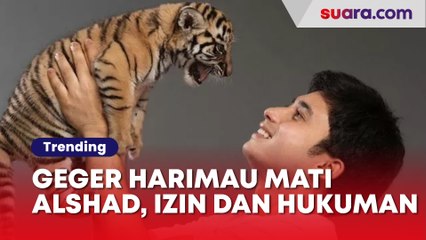 Geger Harimau Mati Alshad, Begini Izin dan Hukuman Punya Satwa Langka yang Dilindungi
