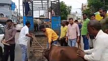 Video: transports stray cattle to Gaushala
