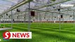 Watch how vegetables are grown in a smart factory in S China