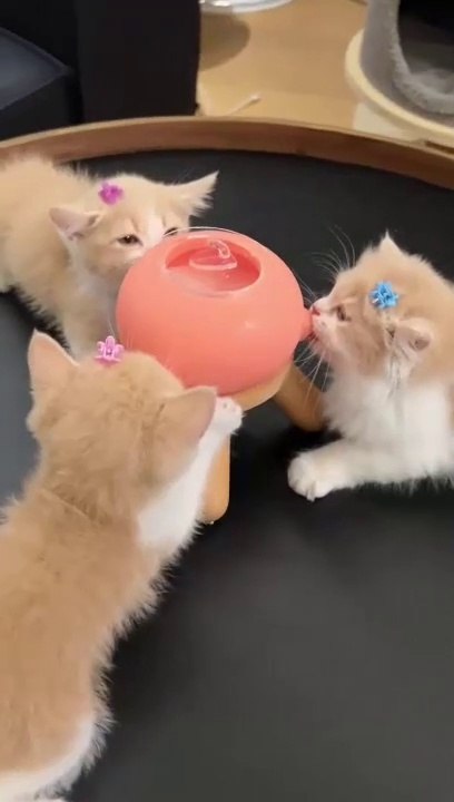 cat Cutest thing you'll see today